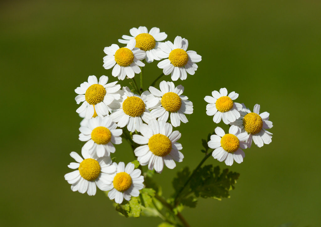 بابونه (بسته بندی 100 گرمی)